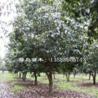 供應浙江四季桂、杭州四季桂價格、金華四季桂小苗生產(chǎn)商