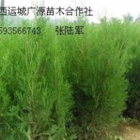 2米白皮松側(cè)柏大量出售