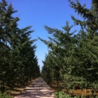 大量供應15公分銀杏樹苗價低樹形好-邳州天露苗木