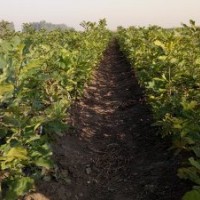 北美紅櫟青島抬頭園林大量北美紅櫟當(dāng)年優(yōu)質(zhì)小樹苗