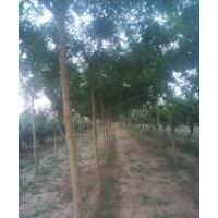 供應(yīng)8-10公分國槐