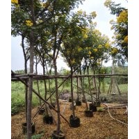 黃槐地苗供應