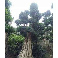 嫁接修枝葉片造型榕樹樁頭/重慶小葉榕樁頭基地2016價(jià)格