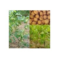 大量供應(yīng)優(yōu)質(zhì)薄皮核桃