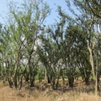 苗圃移植胸徑20公分樸樹價(jià)格 18公分樸樹價(jià)格