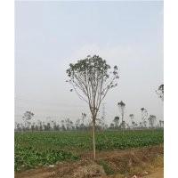 七葉樹(shù),鑫森源,七葉樹(shù)前景