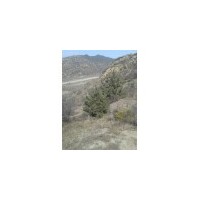 大量出售各種規(guī)格的白皮松，油松，云杉，茶條槭