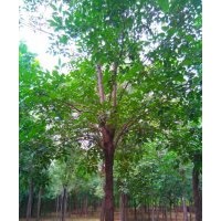 保定白蠟多少錢(qián) 保定白蠟批發(fā)價(jià)格