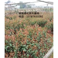 包成活,百萬(wàn)棵湖南紅葉石楠苗木現(xiàn)貨直銷(xiāo)