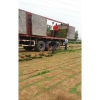 優(yōu)質(zhì)綠化草坪冷季型草坪，早熟禾，高羊茅，混播草坪等