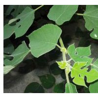 構樹價格10公分構樹15公分構樹價格