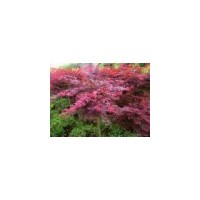 美國紅楓價格 美國紅楓 南京美國紅楓基地