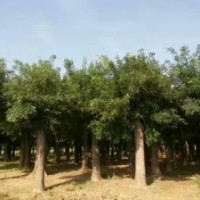 30公分國槐供應(yīng)