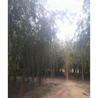 金絲垂柳 平頭兩年的