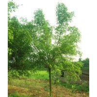 瀘州小葉榕|小葉榕價(jià)格|西南小葉榕|重慶小葉榕