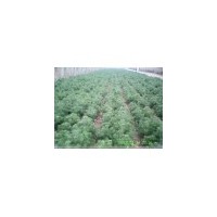 供應(yīng)(高40公分--80公分）營(yíng)養(yǎng)杯白皮松