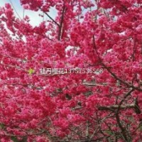 出售牡丹櫻花苗