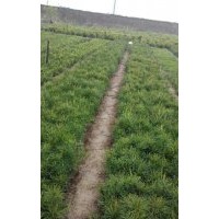 白皮松價格，白皮松基地