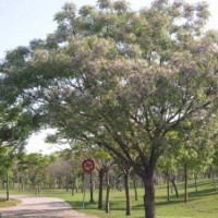 供應(yīng)苦楝 南京苦楝 苦楝批發(fā)價格 苦楝價格