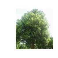 供應(yīng)烏桕 南京烏桕 烏桕批發(fā)價格 烏桕價格