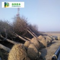 20公分國槐價格