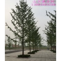 哪里銀杏樹？山東郯城鑫苑銀杏苗圃