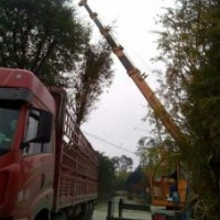 四川崇德園林水杉基地 精品水杉 低價(jià)出售