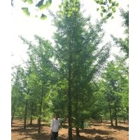 最新銀杏樹價格表