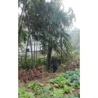 湖南綠化苗木棕櫚棕骨棕衣樹(shù)