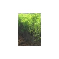 【刺槐苗價格 刺槐苗專賣】