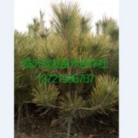 1米黑松苗供應(yīng)基地