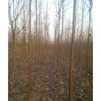 長期供應楸樹