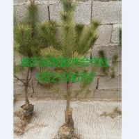 50公分油松苗價格