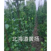 供應(yīng)北海道黃楊、雪松、香花槐、大葉女貞