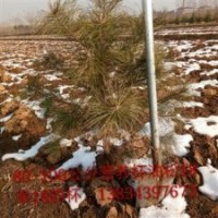 1米營(yíng)養(yǎng)杯油松價(jià)格？山西哪里有1-2米油松？