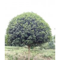 供應(yīng)8-15公分桂花骨架、全冠桂花