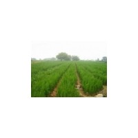 【側(cè)柏苗出售】山西側(cè)柏苗價(jià)格