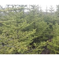 云杉大苗