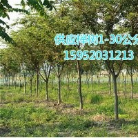 櫸樹 櫸樹價(jià)格 江蘇櫸樹報(bào)價(jià)信息