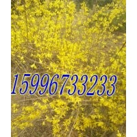 40公分連翹價(jià)格，50公分連翹價(jià)格