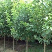 山西常年供應15公分白玉蘭價格 白玉蘭基地