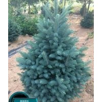 盛大苗木大量銷售有色苗木