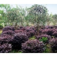 供應(yīng)小桂花、單桿紅葉石楠、紅花繼木球、無(wú)患子、欒樹