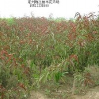 紅葉碧桃基地 河北紅葉碧桃 紅葉碧桃價格