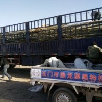 供應(yīng)新疆楊￥求購新疆楊￥新疆楊基地￥河北楊、青楊、毛白楊
