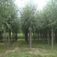 博野縣豐林苗圃場(chǎng)大量出售饅頭柳