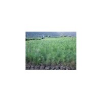 現(xiàn)供白皮松--蜀儈