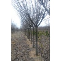 我苗木基地大量銷售：櫻花3-15公分規(guī)格齊全