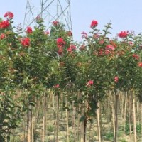 成都紫薇基地廠家直銷高桿紫薇歡迎到崇德園林實地考察