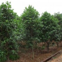 南京20公分雪松小苗價格 南京3米雪松一級苗價格